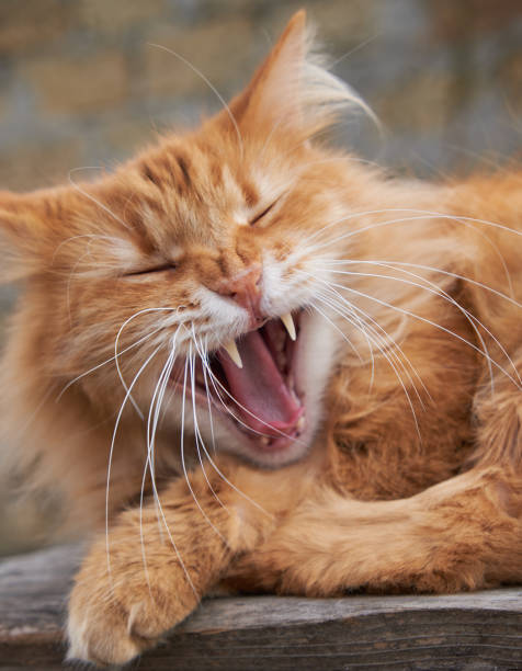 istock red adult cat yawns 1134987861