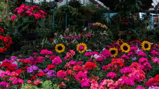 istock Botanical garden in Mexico 1134991396