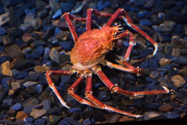Japanese spider crab (Macrocheira kaempferi) Japanese spider crab (Macrocheira kaempferi), also known as the giant spider crab. decapoda stock pictures, royalty-free photos & images