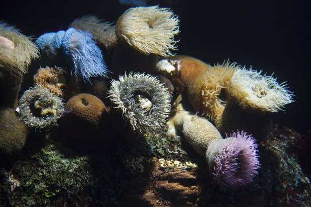 istock Stripped anemone and cape anemone and false plum anemone. 1134991446