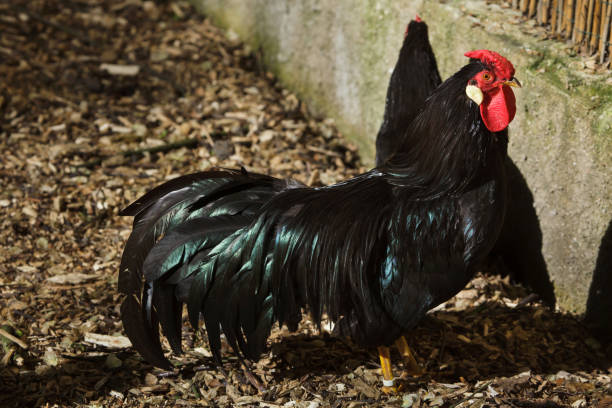 La Fleche Rooster (Gallus gallus domesticus) La Fleche Rooster (Gallus gallus domesticus). Rare French breed of domestic chicken. fleche stock pictures, royalty-free photos & images