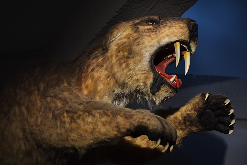 Saber-toothed tiger (Smilodon populator) displayed as a life size model.