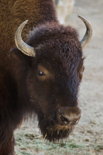 istock Plains bison, also known as the prarie bison. 1134995153