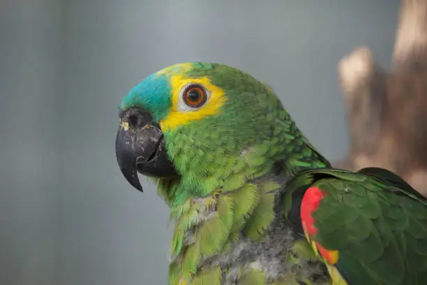 Turquoise-fronted amazon (Amazona aestiva), also known as the blue-fronted parrot.