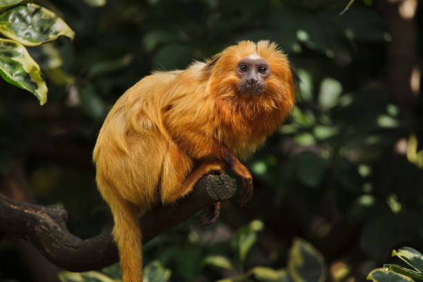 goldener löwe tamarin (leontopithecus rosalia) - tamarin neuweltaffen und hundsaffen stock-fotos und bilder