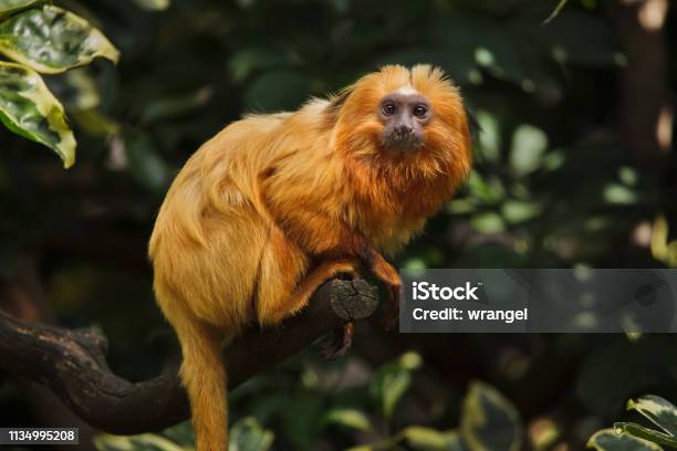 Golden Lion Tamarin Stock Photo - Download Image Now - Amazon Region, Animal, Forest