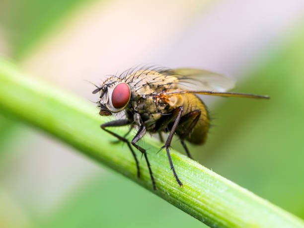 istock Exotic Drosophila Fruit Fly Diptera Insect on Plant 1134995340