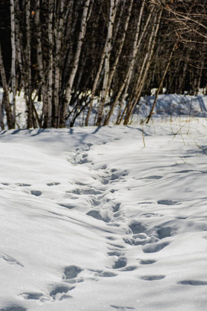 A snowy trail in a forest in winter. A beautiful sunny day.