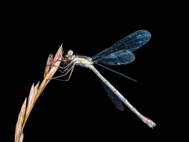 istock Dragonfly Insect Sitting on Plant Macro Portrait on Black Background 1134996843