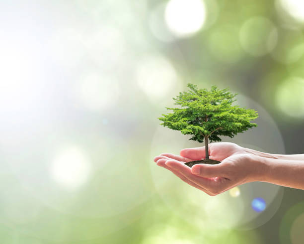 istock Sustainable environment, saving environmental ecosystem of forest, and go green concept with tree planting on volunteer's hands 1134996963