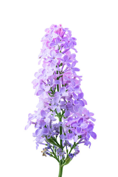 istock Blossoming Violet Lilac Flowers Branch Isolated on White Background 1134997137