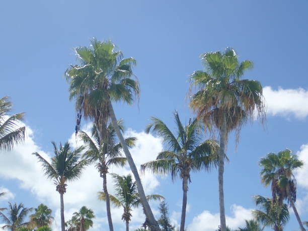istock Palm trees against a tropical blue sky 1134997387