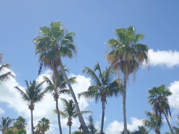 istock Palm trees against a tropical blue sky 1134997391