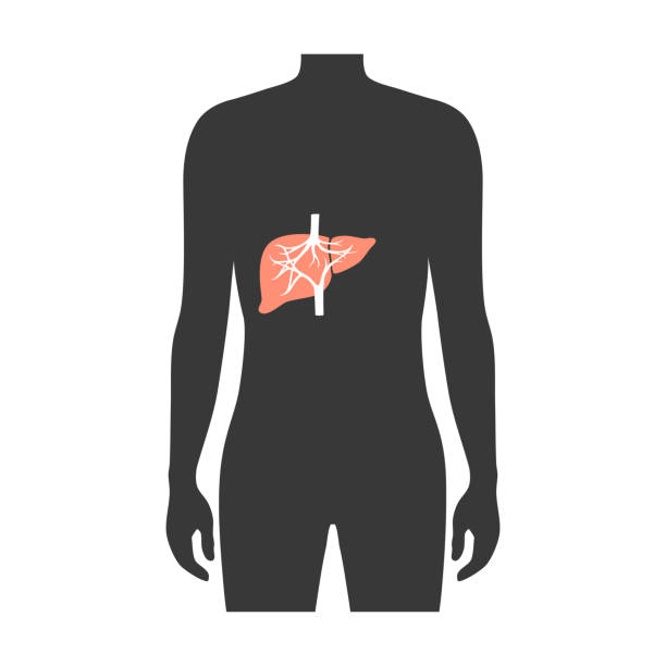 Vector illustration of liver vector art illustration