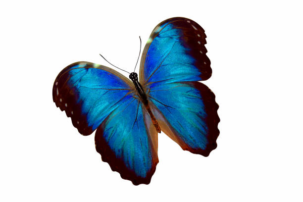 istock tropical blue butterfly. isolated on white background 1134998484