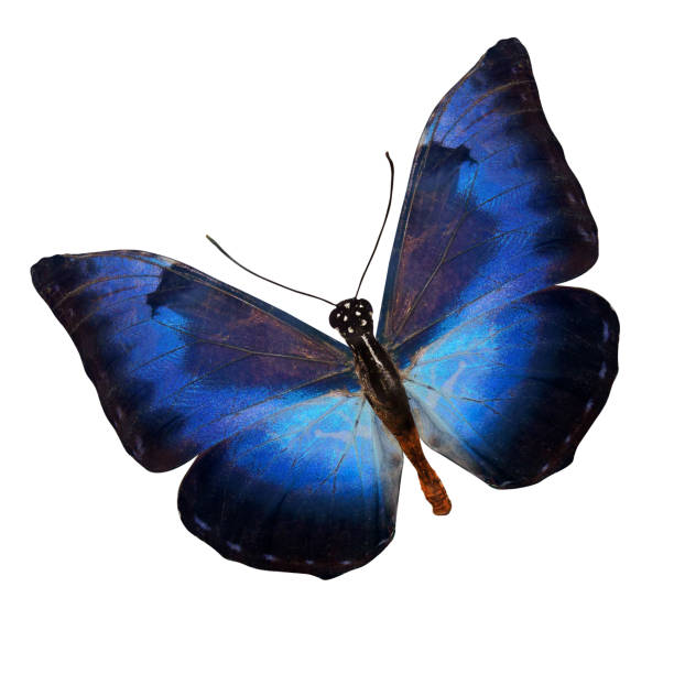istock tropical colorful butterfly isolated on white background 1134998690