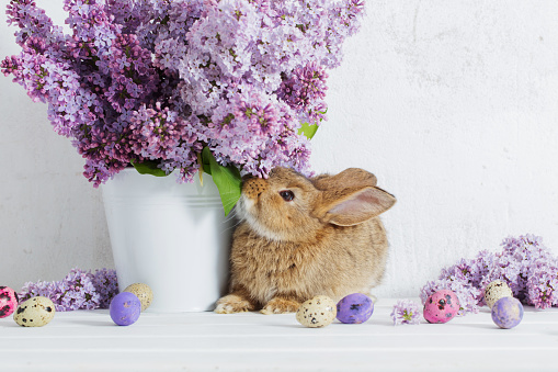 Easter rabbit with lilac in vase on white background