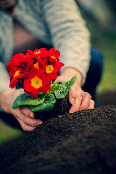 istock Flowers in the garden 1134998931