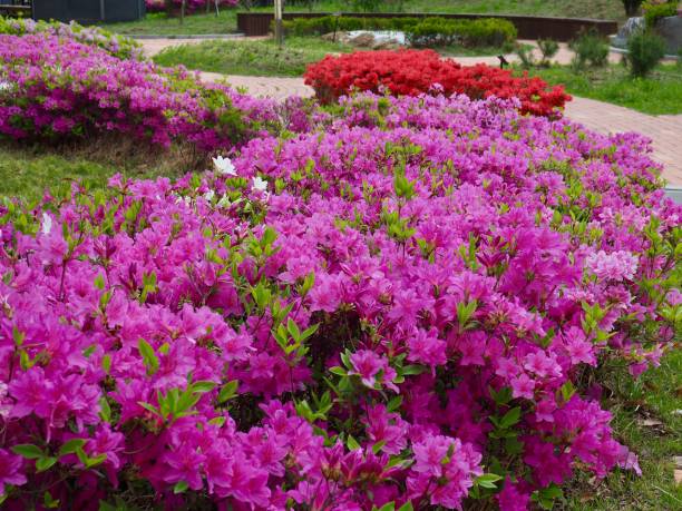 istock Azalea Flower Field in Korea 1135001782