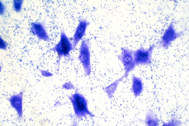 istock Neurons cells from the brain under the microscope view for education. 1135002631
