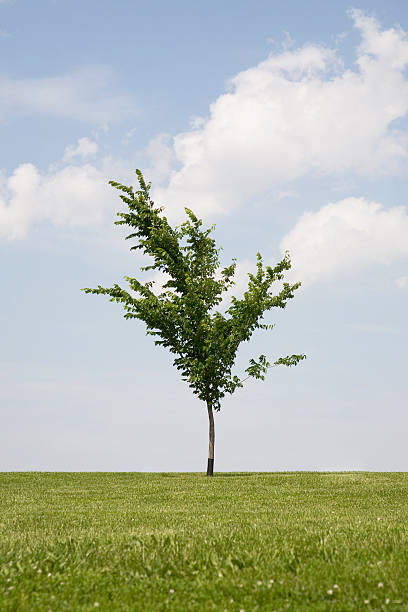 Lone Tree stock photo