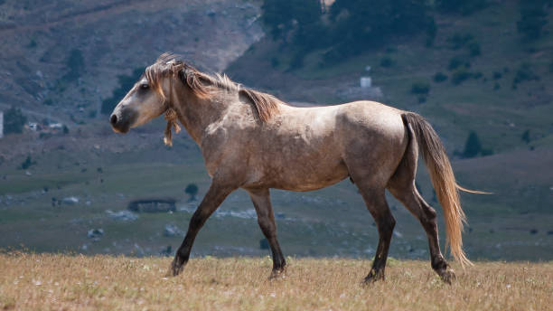 istock YILKI horses - wild horses 1135003495