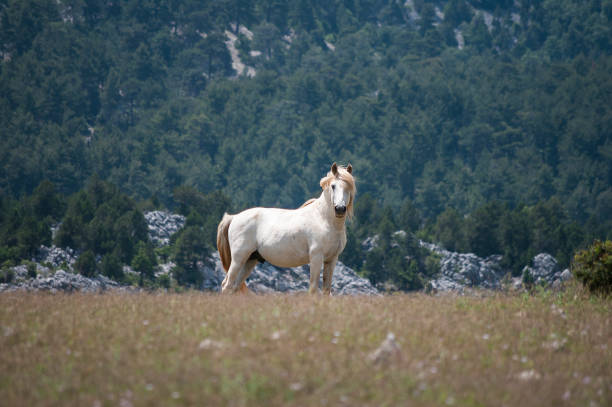 YILKI horses - wild horses, Antalya - Photographs from wild horses in the mountains and plateaus in IBRADI district. Photographers are always in pursuit for the shooting of the horses that go down to the highlands at certain times. Yearbook horses are completely uninhabited.