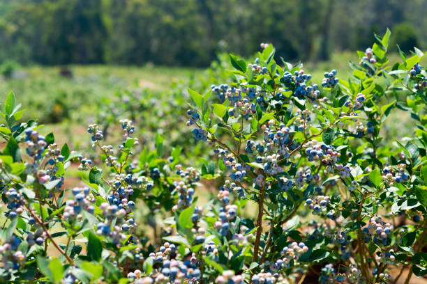 istock Blueberry bush with ripening berries closeup 1135005108