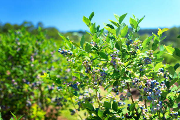 istock Blueberry plants growing on the farm closeup 1135005624