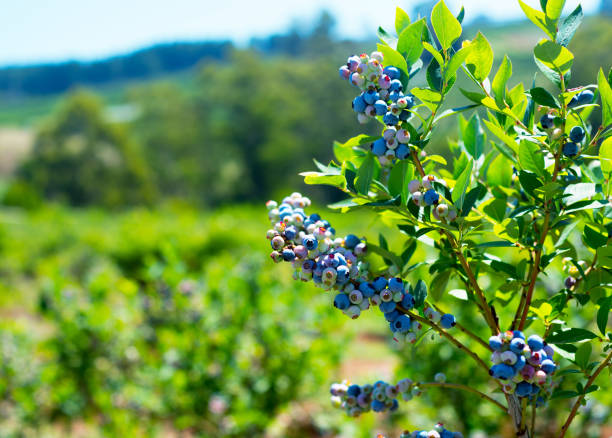 istock Blueberry plant closeup with a room for text 1135005625