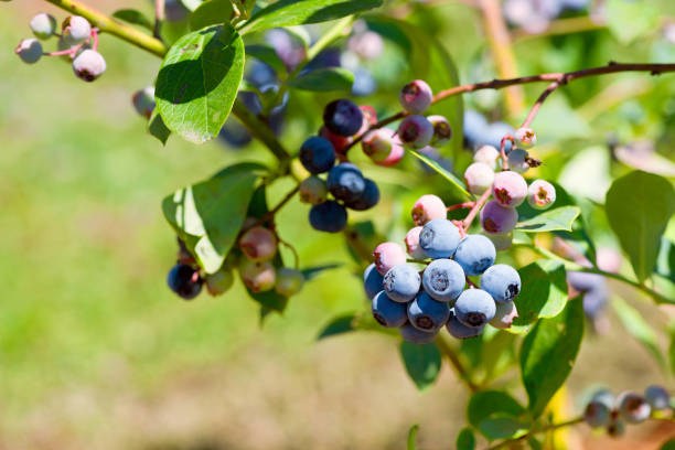 istock Blueberries on the branch isolated close-up 1135006160