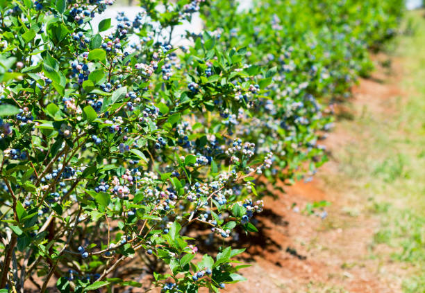 istock Blueberry row on the farm 1135006164