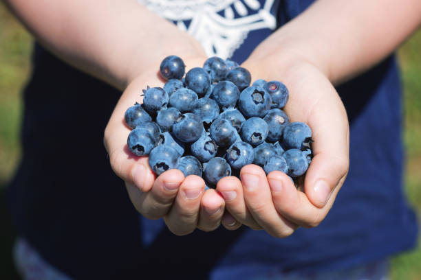 istock A palmful of blueberries 1135006187