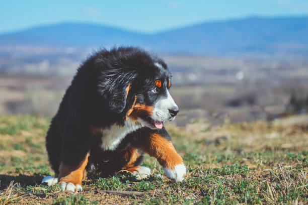 istock Bernese mountain dog puppy 1135006206