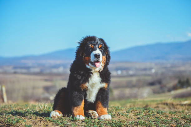istock Bernese mountain dog puppy 1135006215