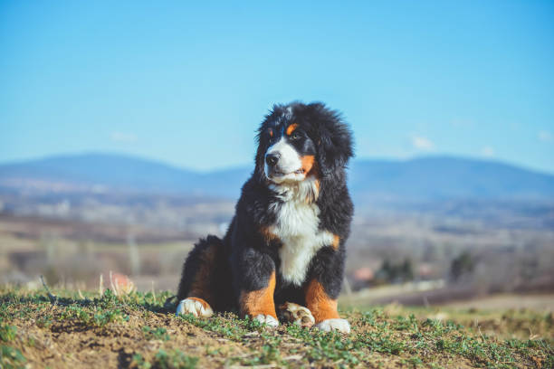 istock Bernese mountain dog puppy 1135006217