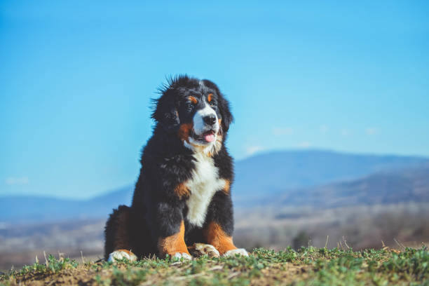 istock Bernese mountain dog puppy 1135006225
