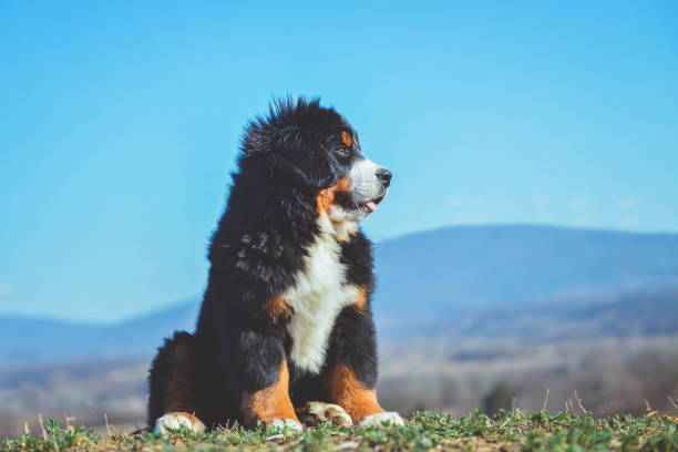 istock Bernese mountain dog puppy 1135006232