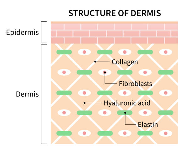 structure cells of dermis illustration isolated on white background. skin and health care concept structure of human skin layer of dermis. skin and health care and illustration dermis stock illustrations