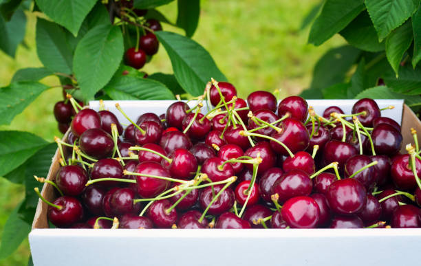zbieranie wiśni - cherry cherry tree tree fruit zdjęcia i obrazy z banku zdjęć