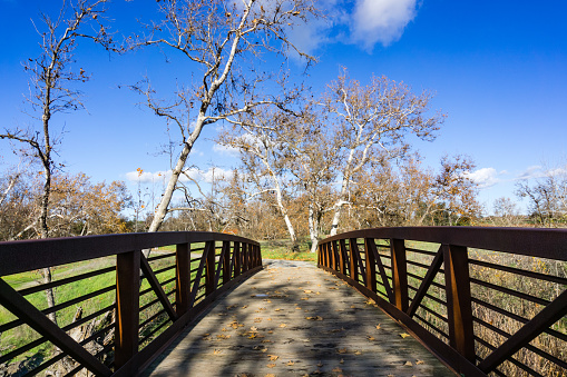 Bridge and western sycamore trees (Platanus racemosa), Sycamore Grove Park, Livermore, east San Francisco bay area, California