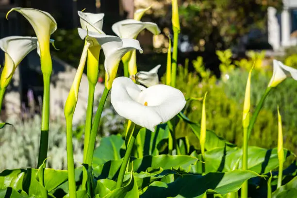 Flowering Calla lilies, California