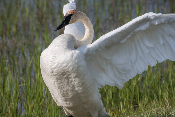 istock Trumpeter swan in pond in Yellowstone 1135012886