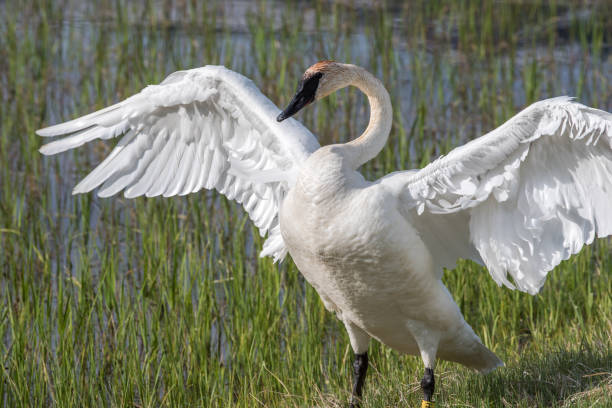 istock Trumpeter swan in pond in Yellowstone 1135012948