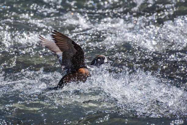 Harlequin duck pairs sitting together, flying up stream,diving and mating.