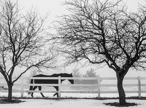 A horse walks along a white board fence on a foggy day.  The silhouettes of two small trees frame the horse.