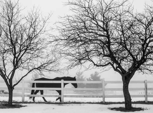 Photo of Black and white, a horse along a white fence with leafless trees.