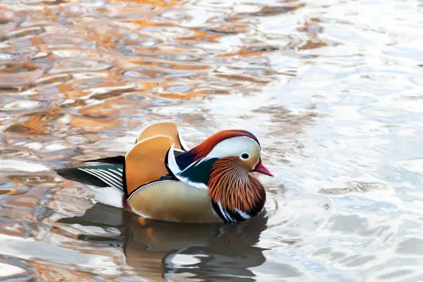 Photo of The famous Central Park duck in a pond in New York City