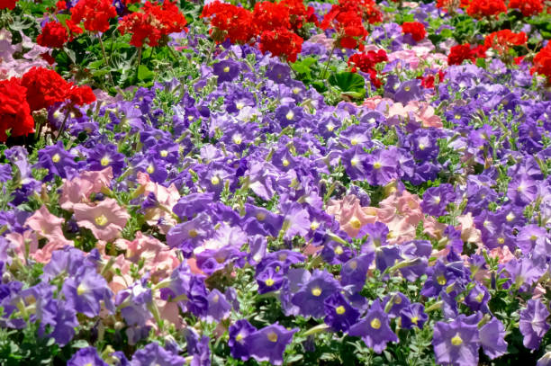istock Gardening in a city park 1135015293