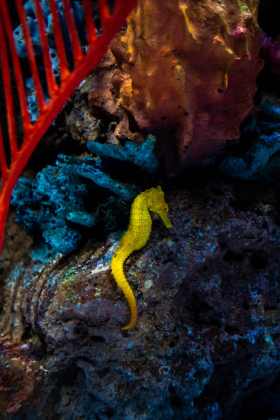 koń morski w akwarium. te konie morskie żyją w ciepłych morzach wokół indonezji, filipin i malezji. zazwyczaj są żółte i mają niezwykły czarno-biały nos w paski. - mammal hippocampus zdjęcia i obrazy z banku zdjęć